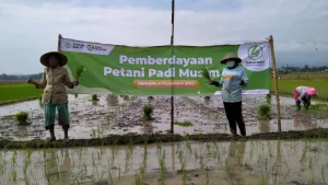 pemberdayaan petani padi