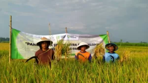 Petani padi Desa Pelopor